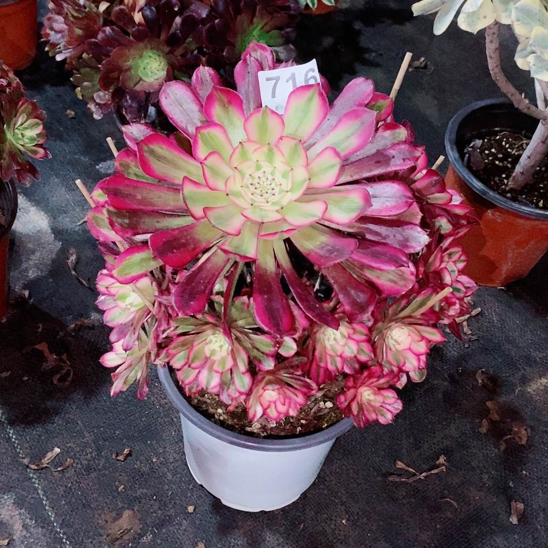 红铜白716多肉1111