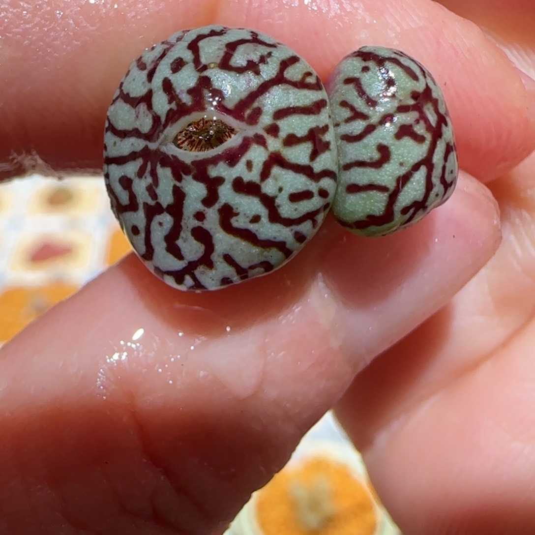 肉锥多肉植物百科-RR714墨1450