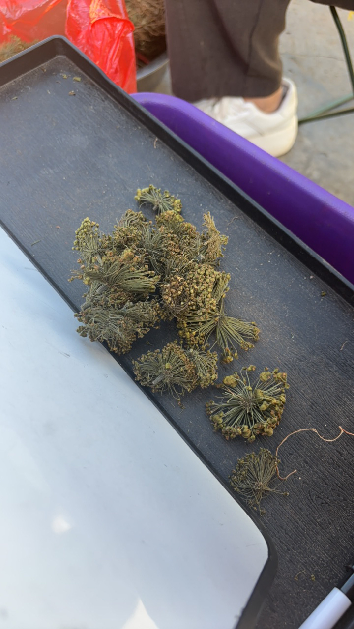 云南文山， 三七花，泡水佳品