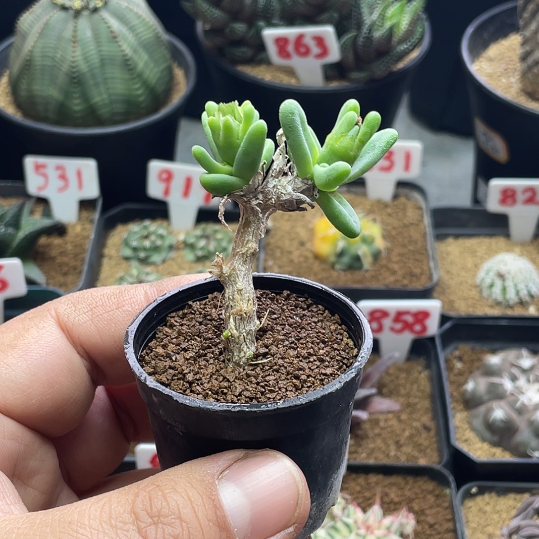 绿花枝干 带盆土包邮