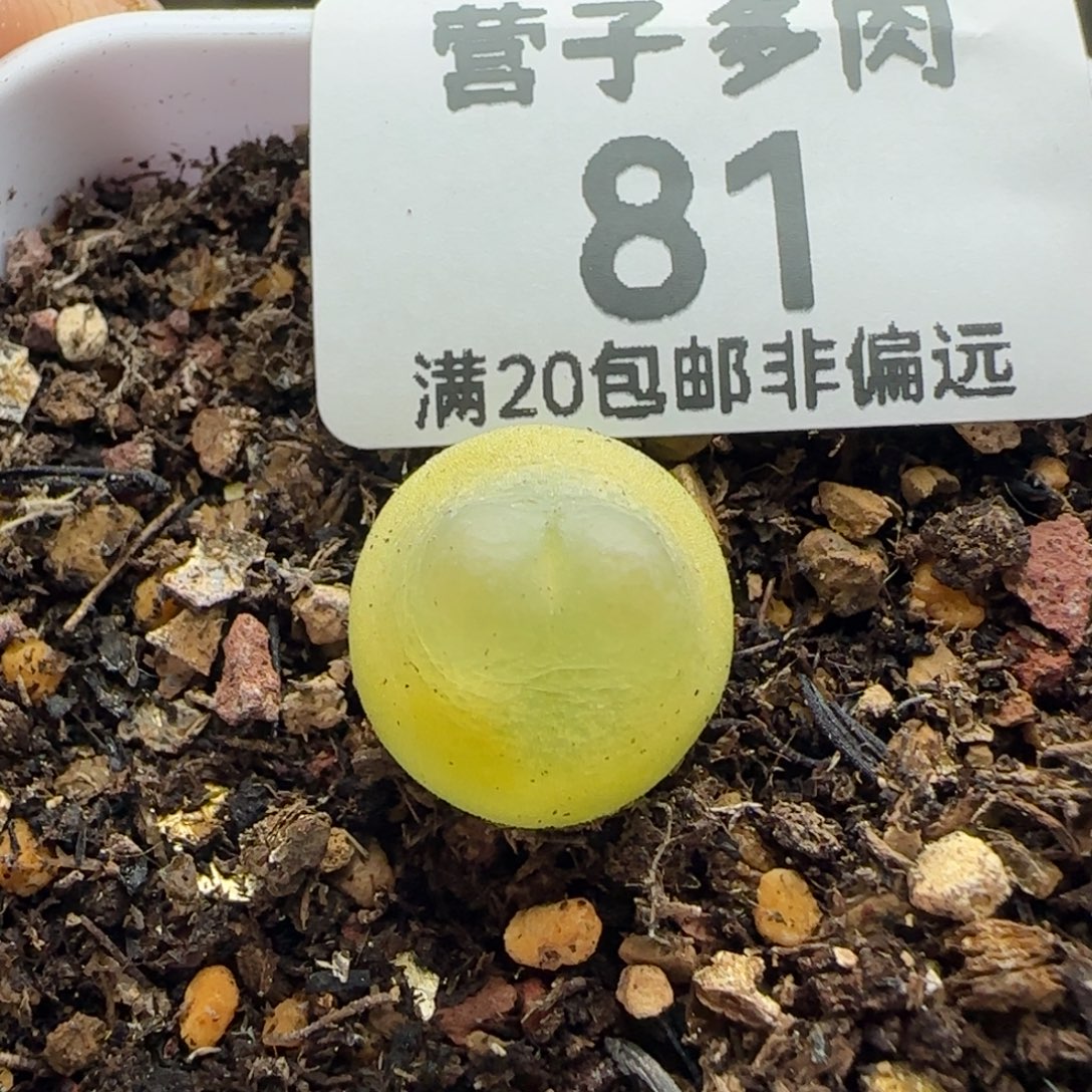 拉登1.3➕带盆土。        1200