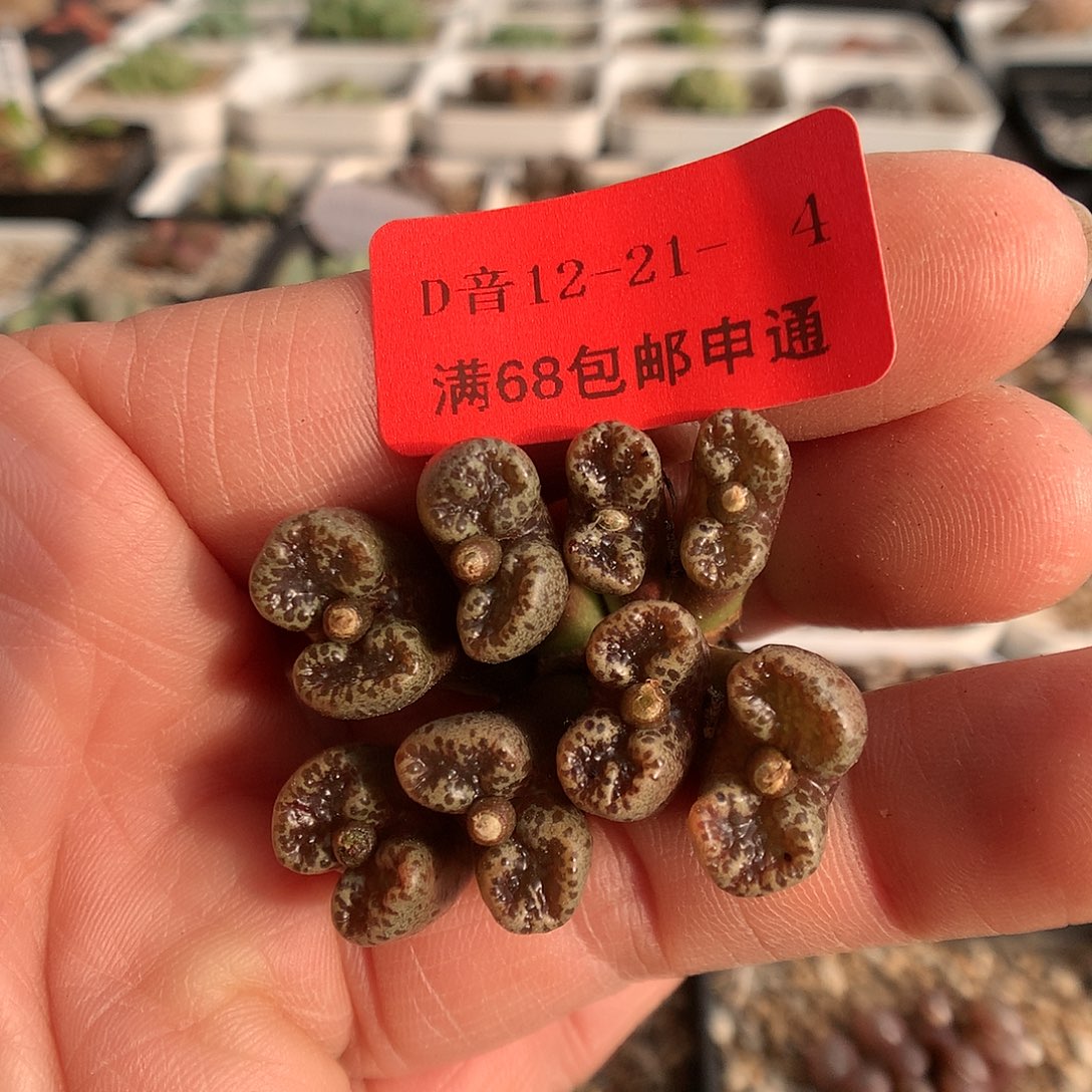 12-21-4  勋章一群