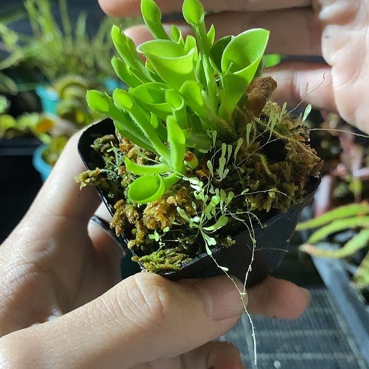 完全开放狸藻小太阳