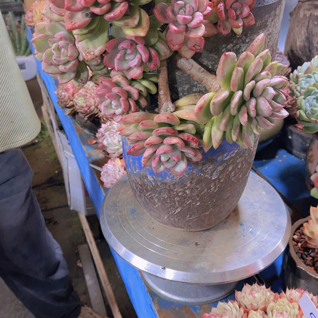 红陶用****4多肉植物保护研究所所长