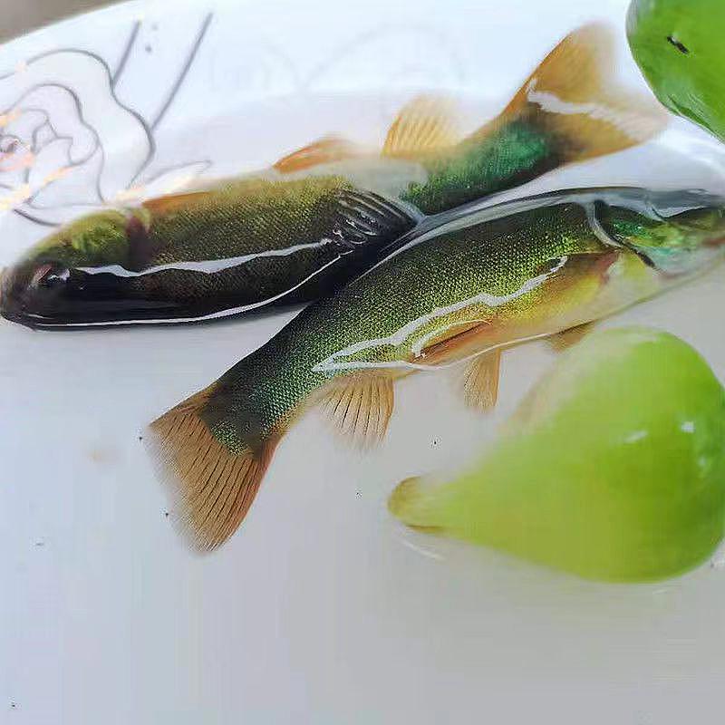 x现捞现发 四川丁桂鱼 观赏水族 淡水饲养