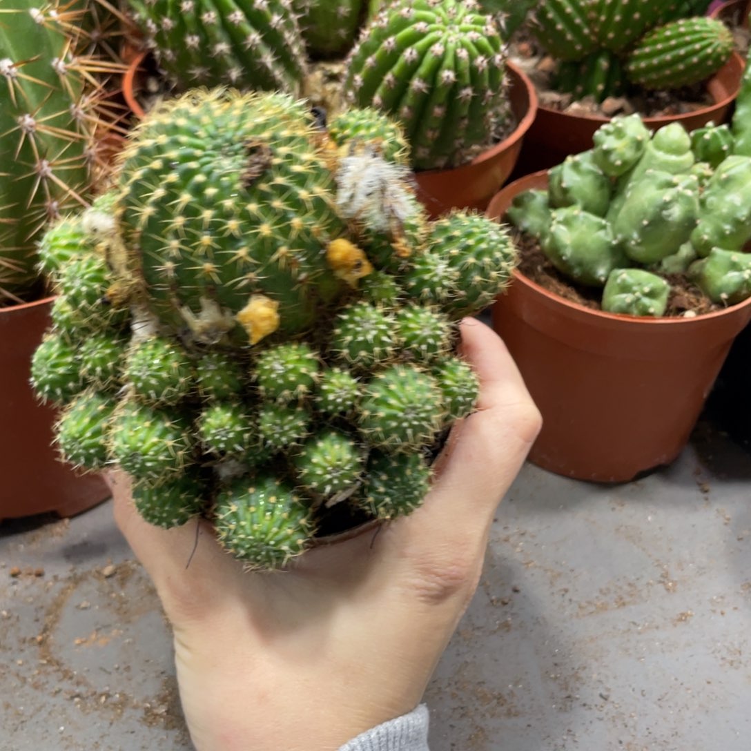 新品丽花云雀群生一物一拍1