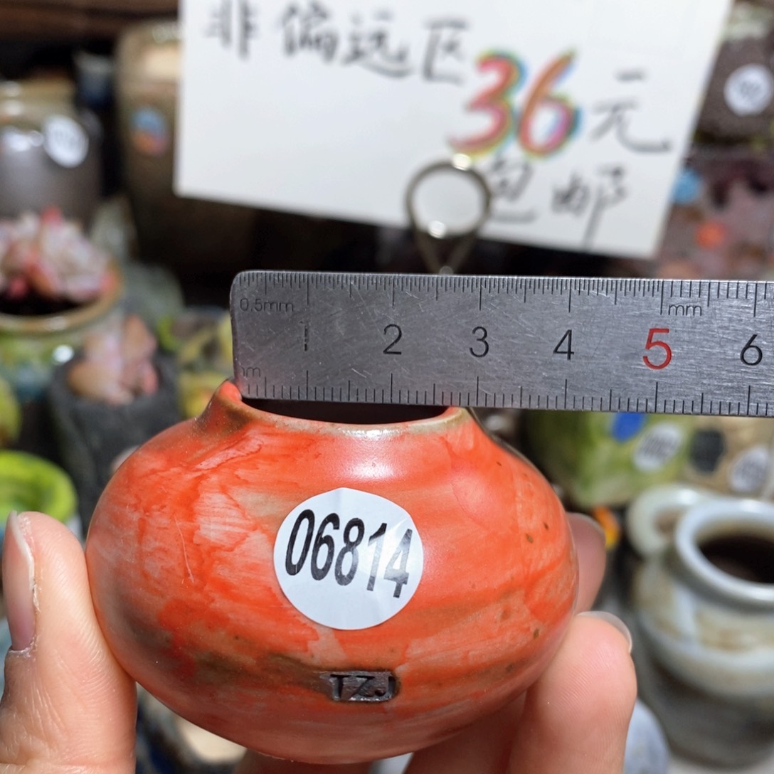 花盆拍5送一个小礼物