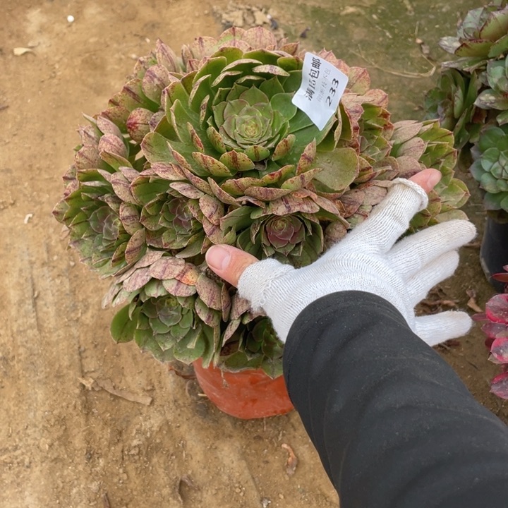 233万拉斯法师断枝不售后