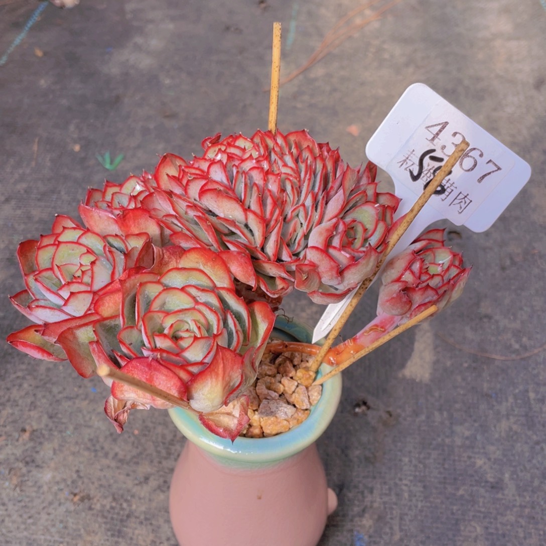 牡丹亭缀4367多肉植物