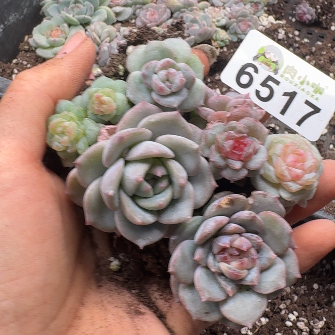 多肉植物多肉植物
