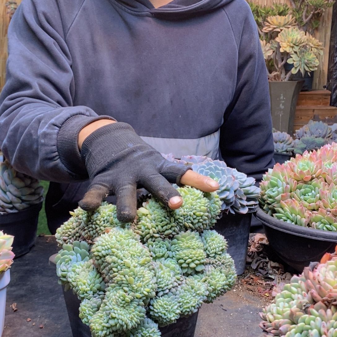 战****拒C98号白胖子缀