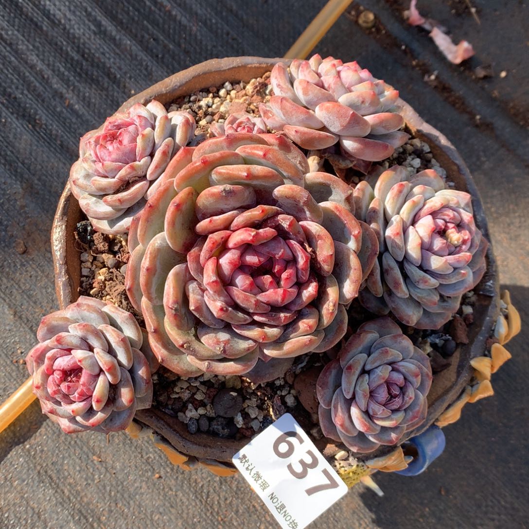 637号新疆西藏内蒙古不包邮的