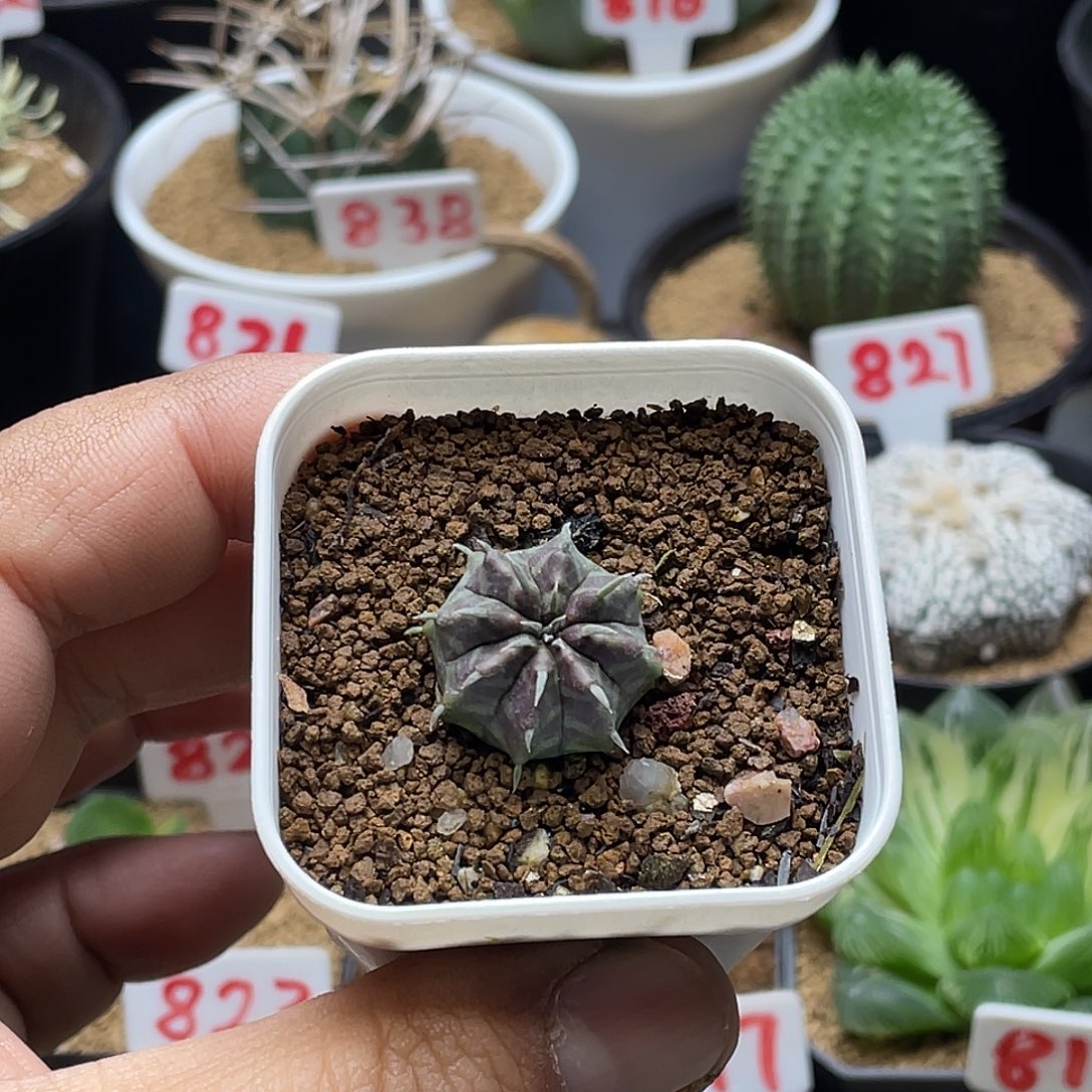 实生法丽达大戟 包邮