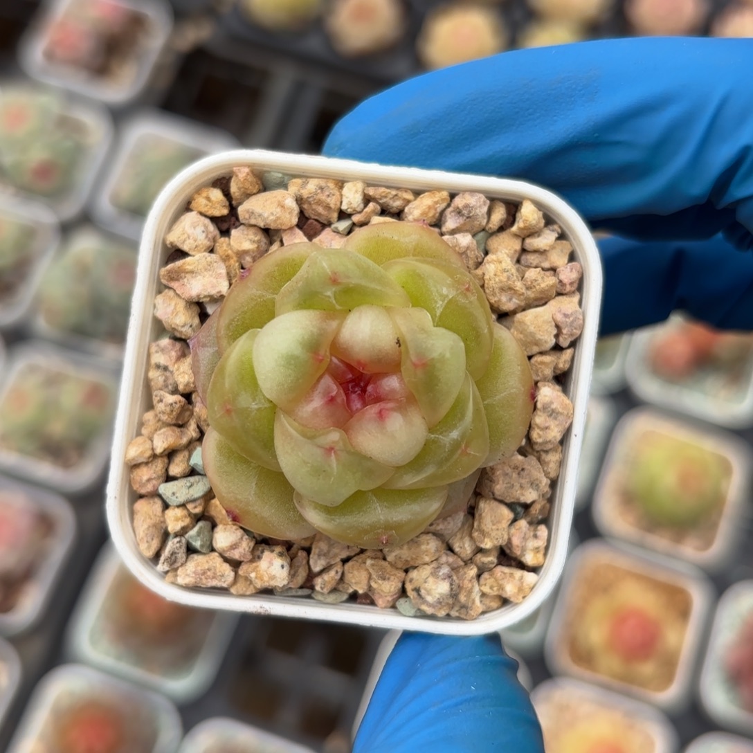 薄糖糖心一物一拍