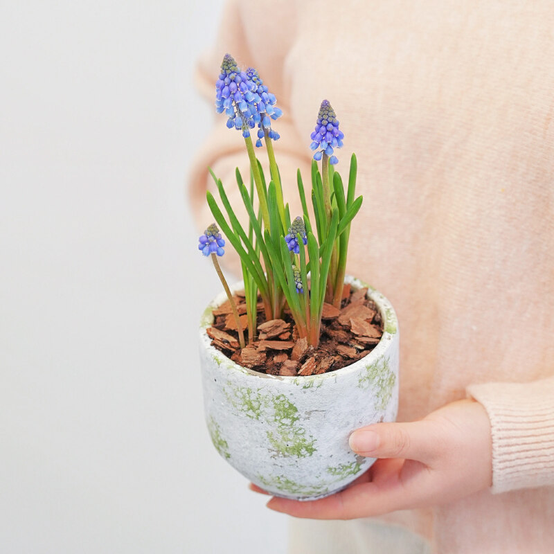 葡萄风信子带花剑室内冬季土培好养耐寒绿植花卉多年生植物