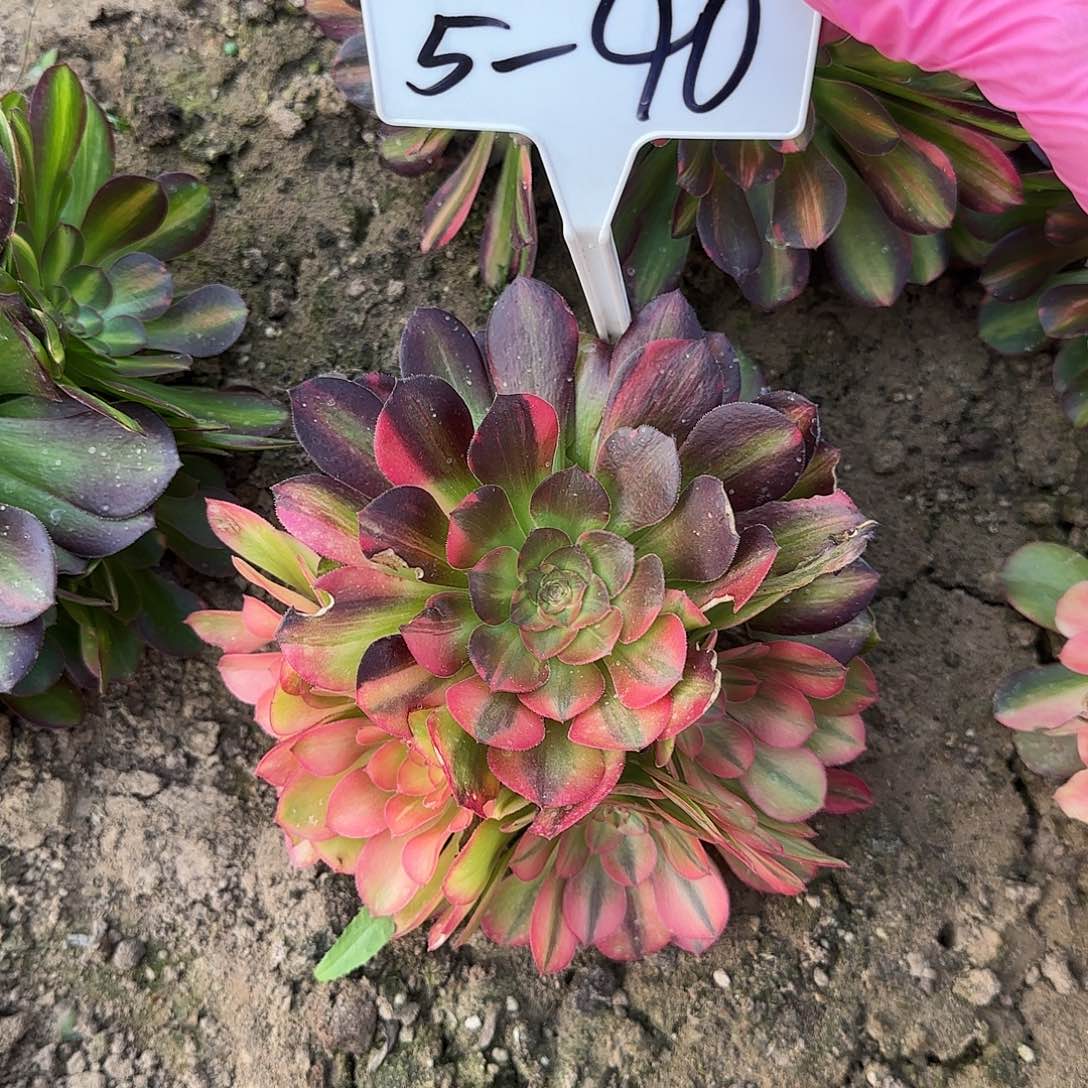 5-40---+-+----+++