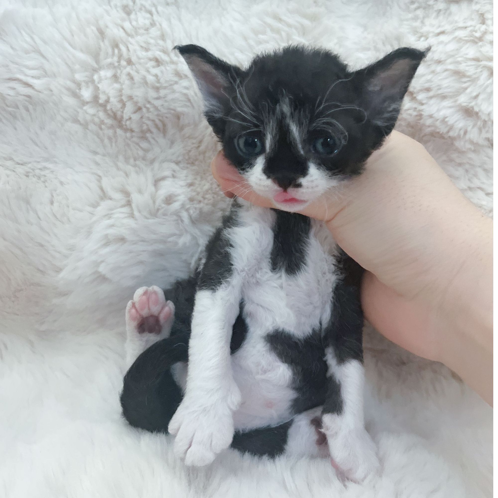 小鼻贴德文卷毛猫妹妹