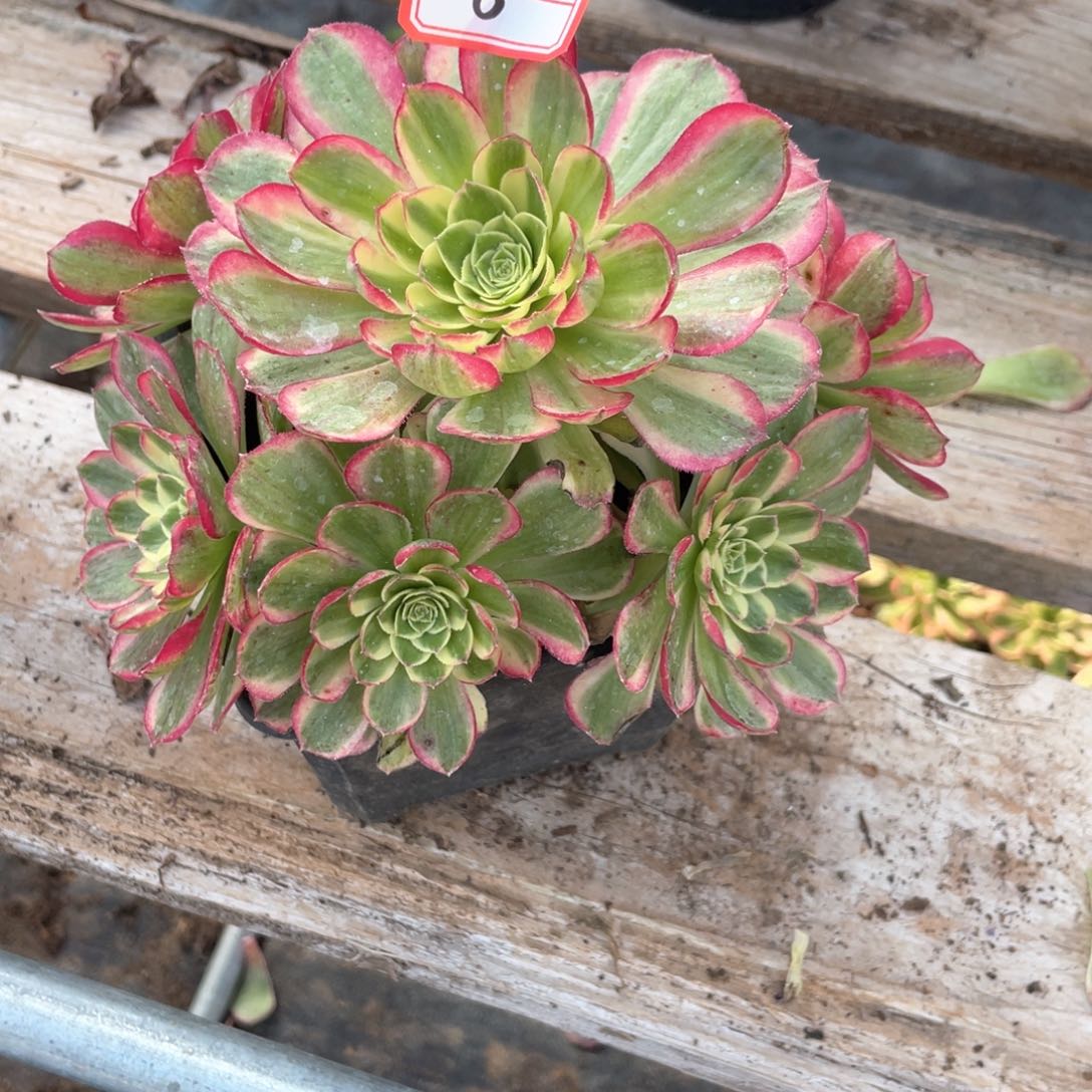 粉钻手捧老桩福利8