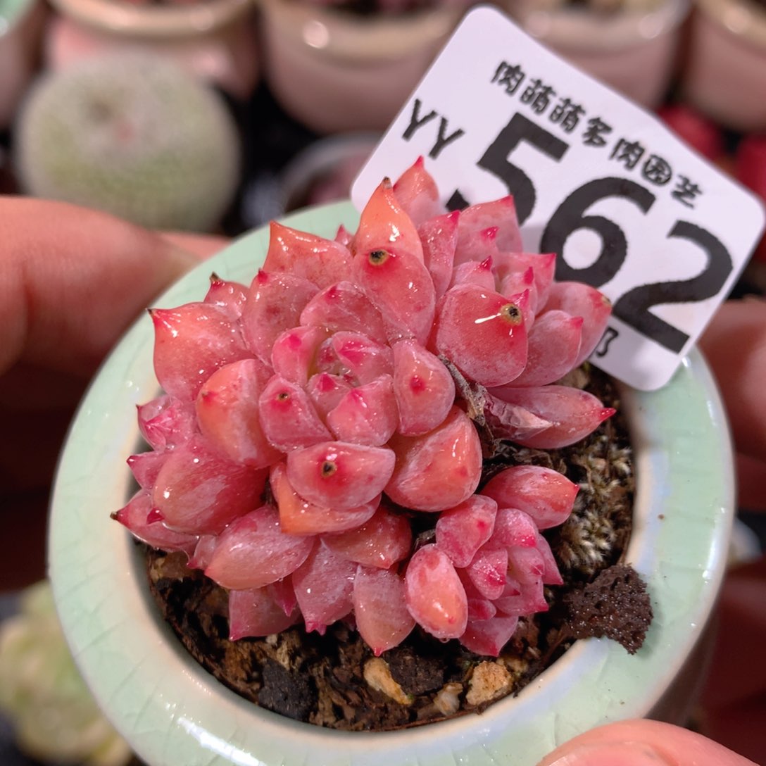 5CM拇指盆精控多肉YY562