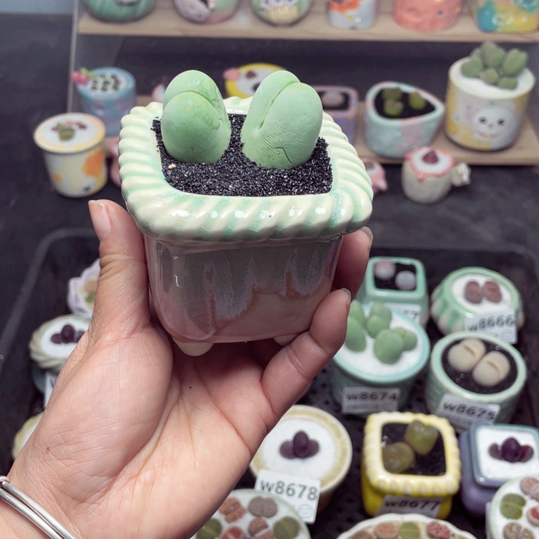 w8700 带盆土发货-零下地区拍保温箱