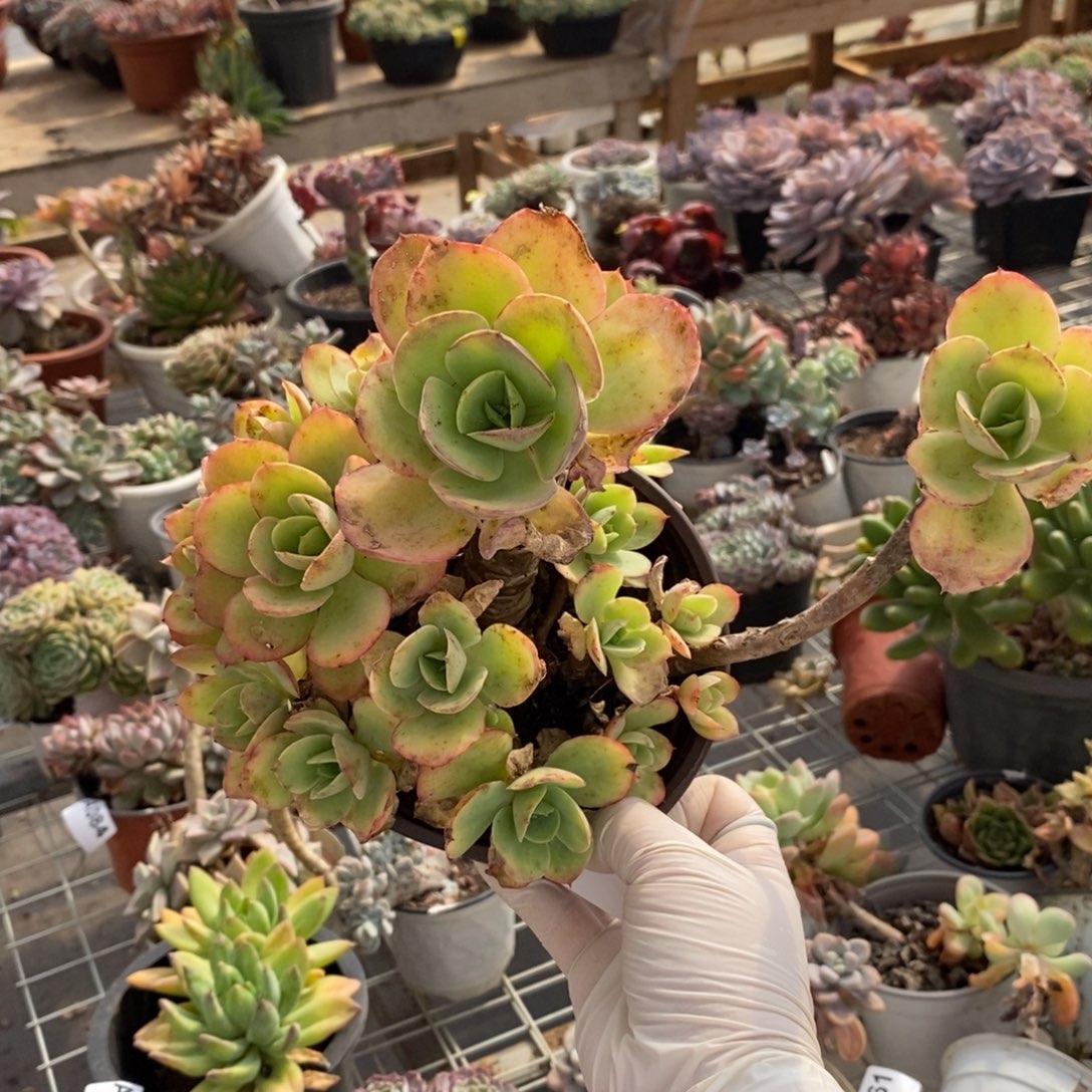 563碧桃老桩一物一拍