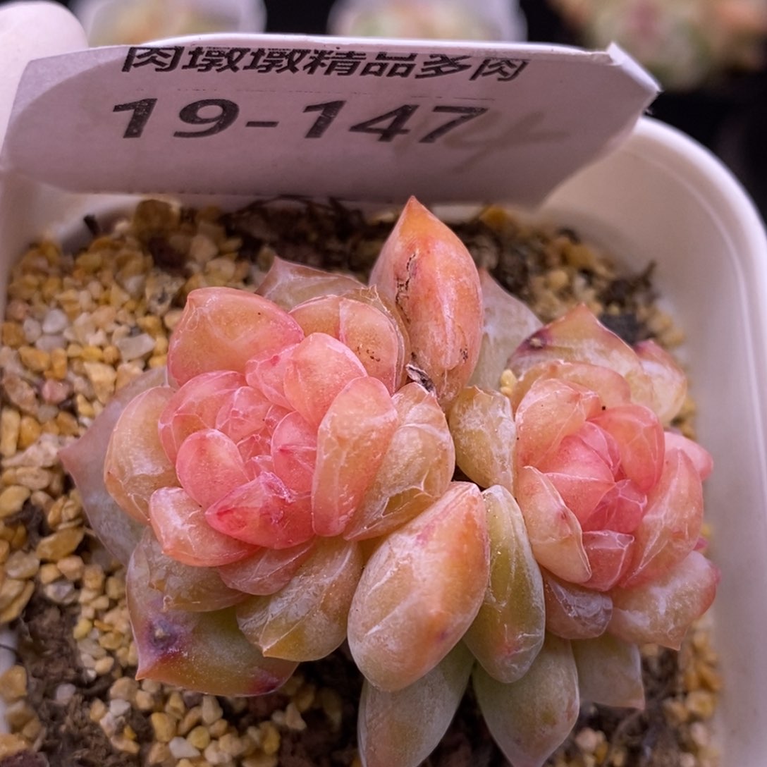 【闪购商品】19-147