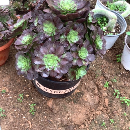 多肉植物赤焰连137