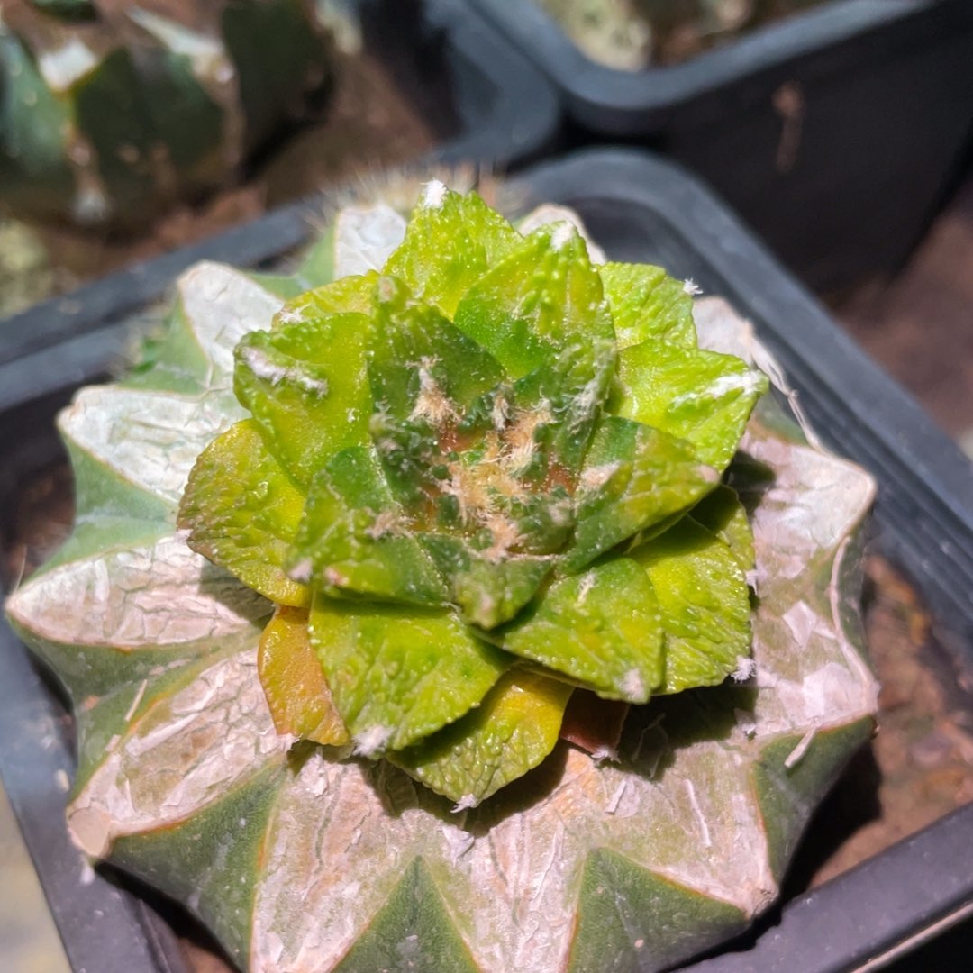 新顿龟甲牡丹锦仙人球