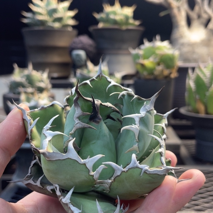 【闪购商品】黑鯨。    