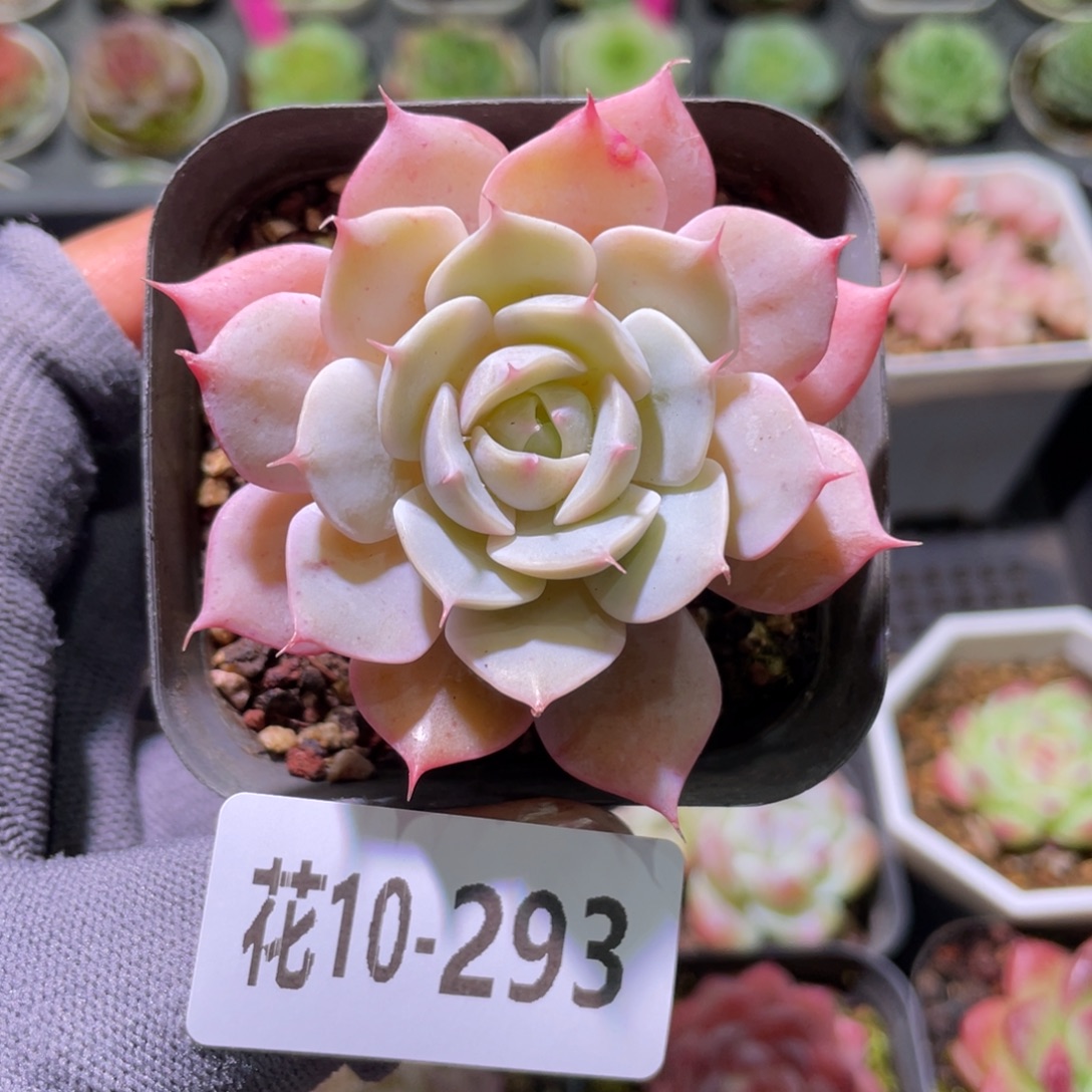 花利美10-293雪域