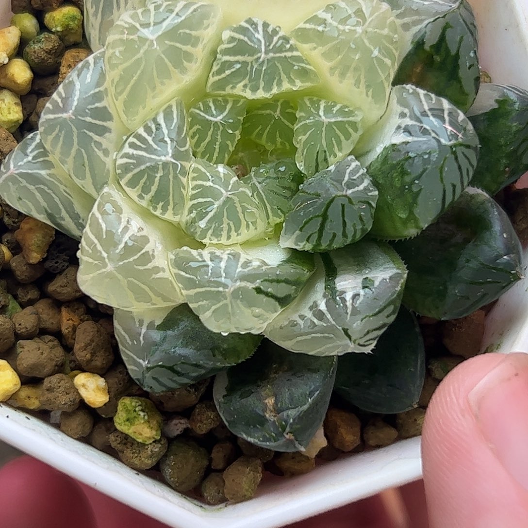 可***通糊斑苏锦十二卷多肉植物