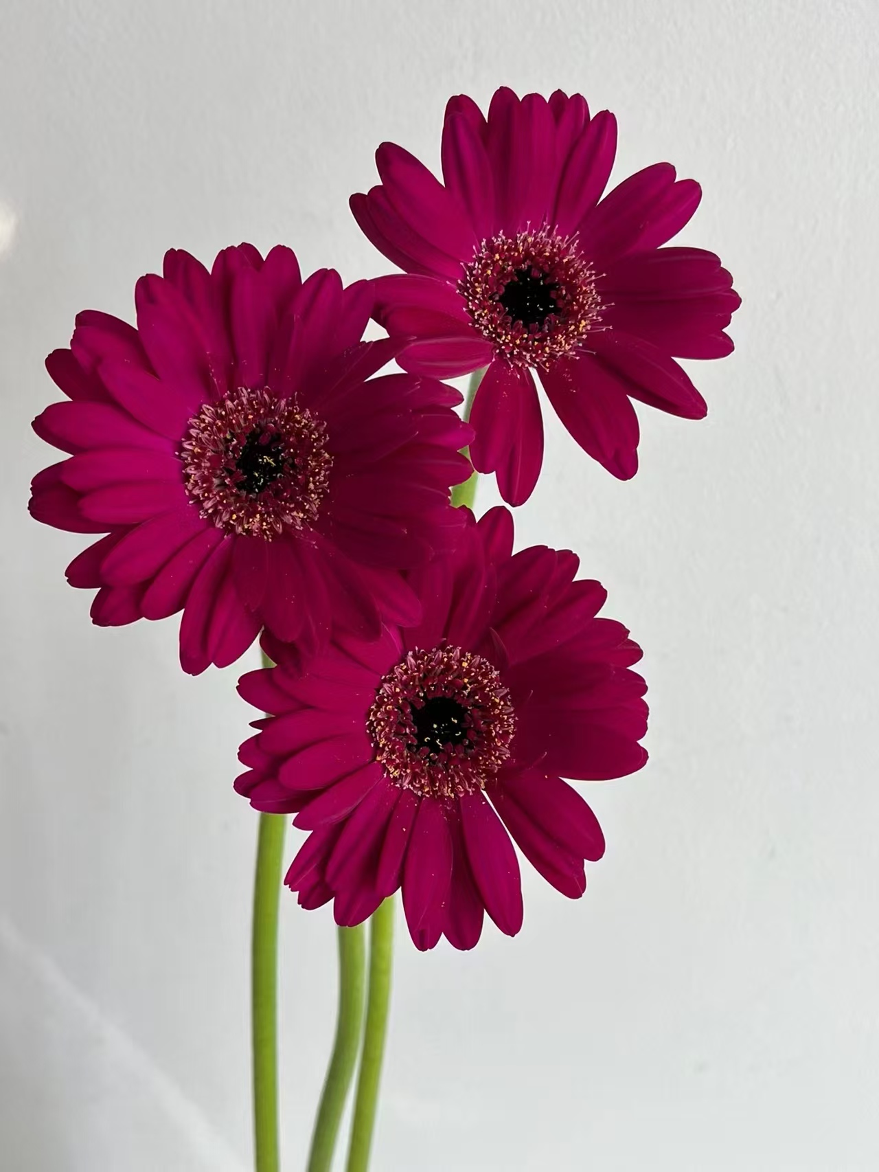 【源头一手价】方德露娜非洲菊10支  云南基地鲜花直发 家养水养