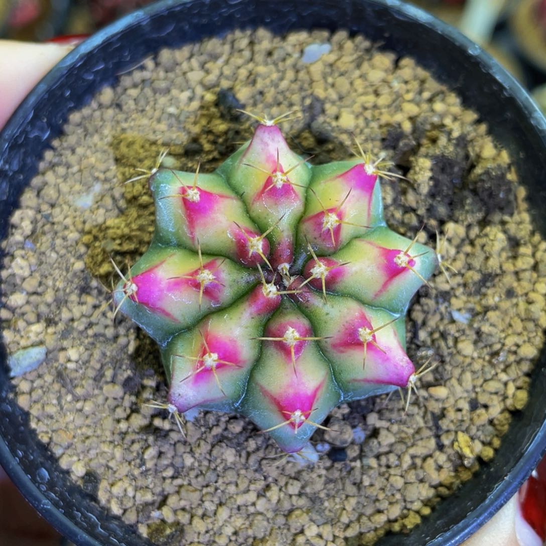 米哈星球000000000000010