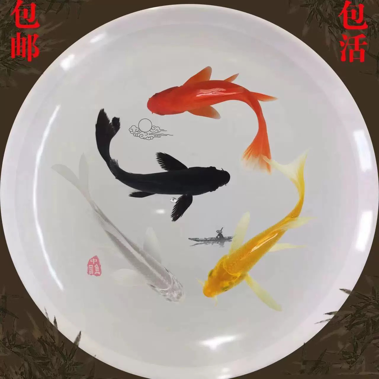 【直播专用改价】精品蝴蝶鲤长尾蝴蝶鲤冷水观赏鱼活体好养招财