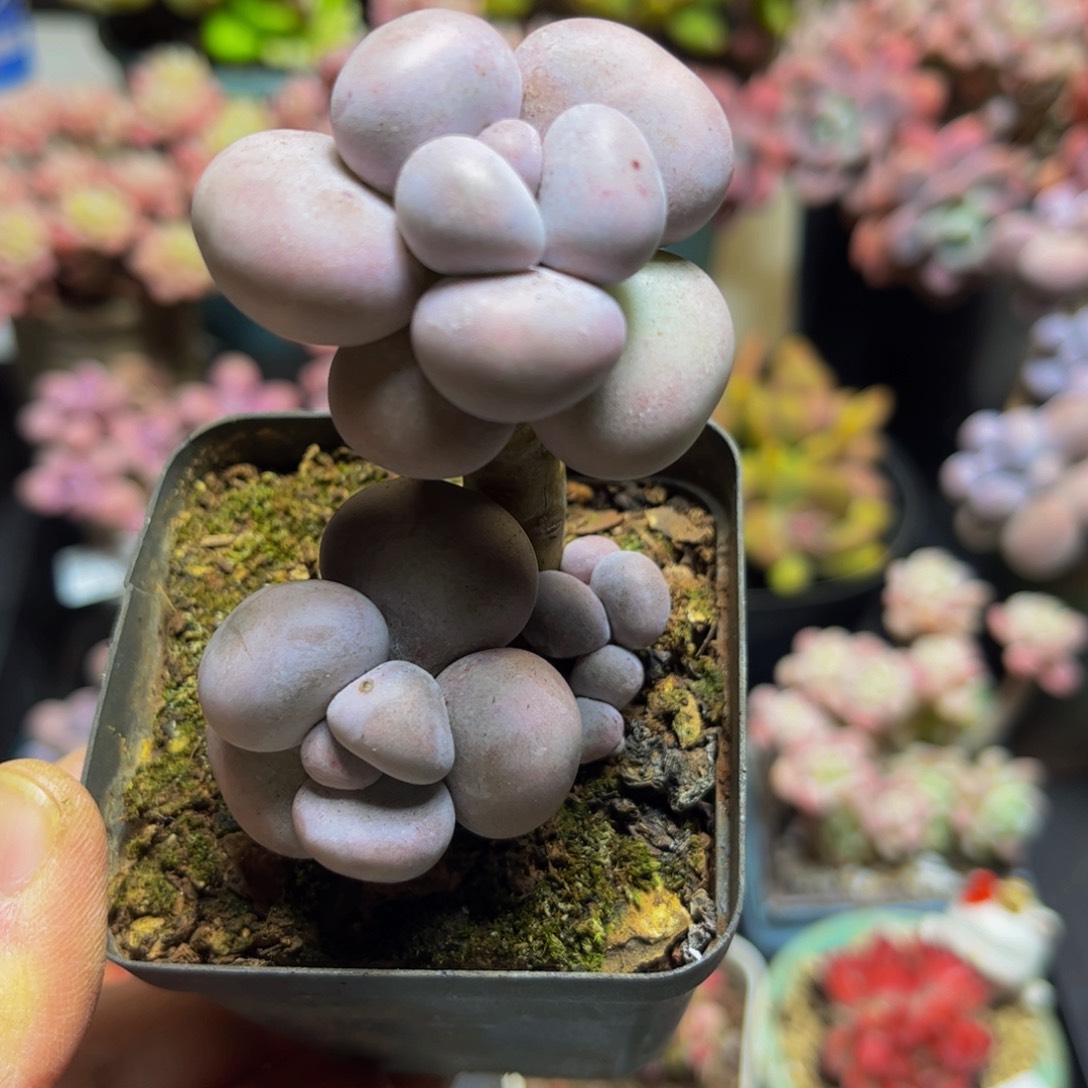 1349芭比奶酪5厘米多肉