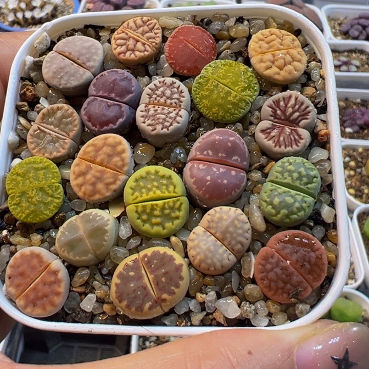 特价组合带盆多肉植物