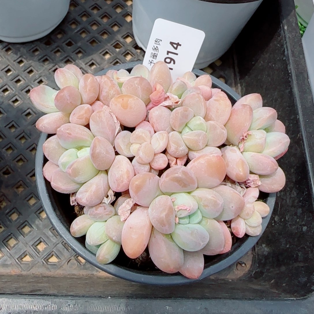 香玉，1914多肉植物
