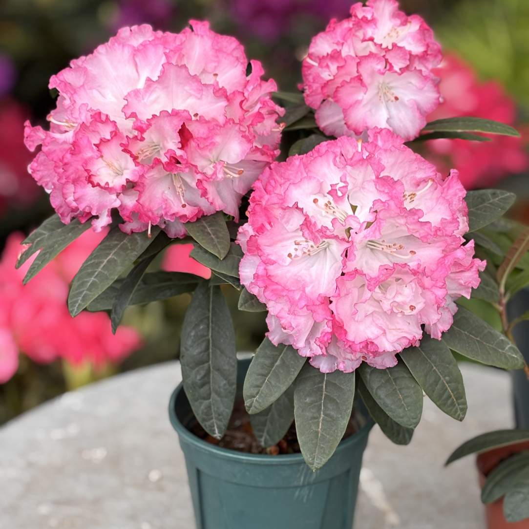 贵夫人，小盆带花苞发货