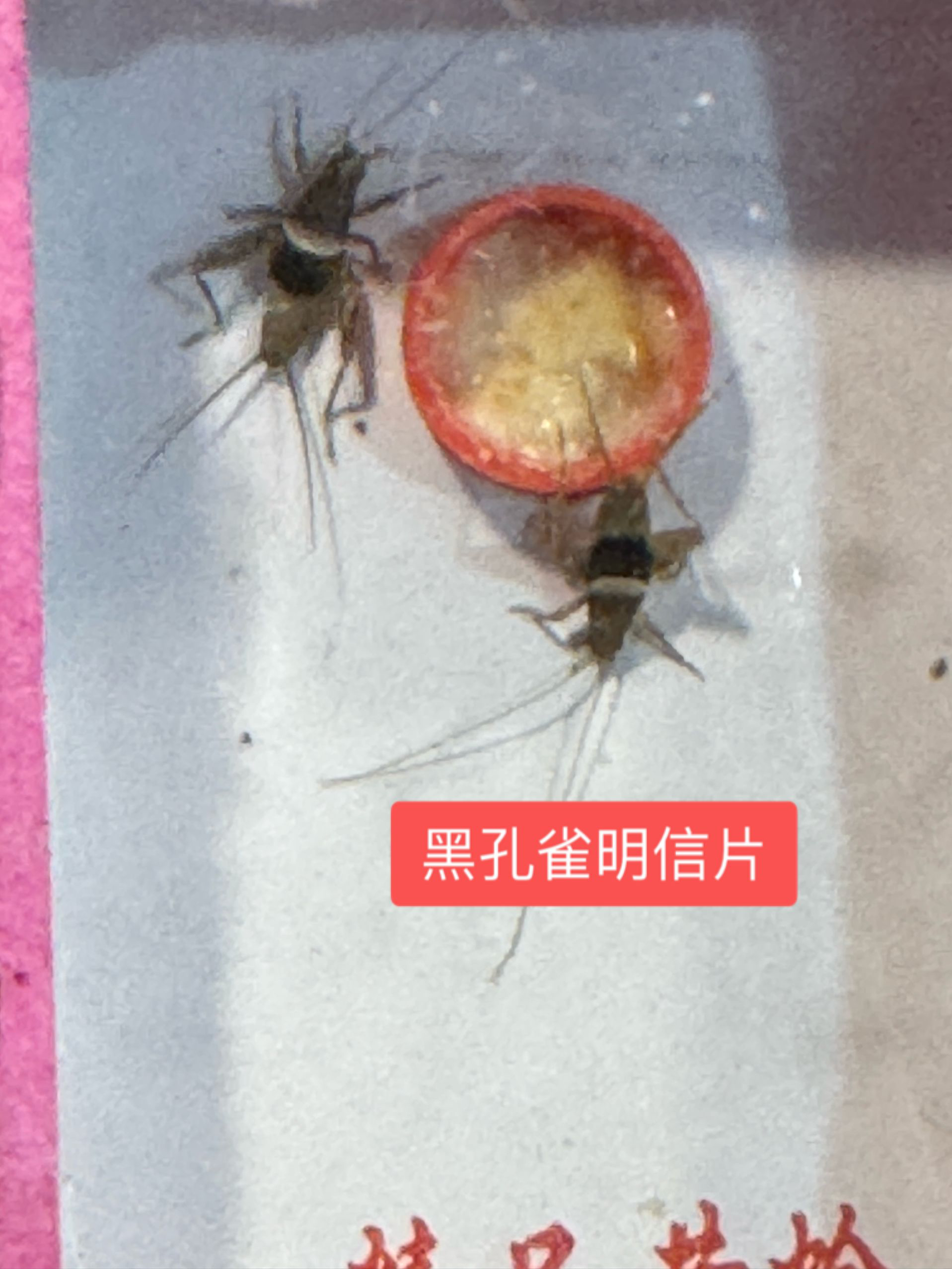 TIGER·黑孔雀1盒