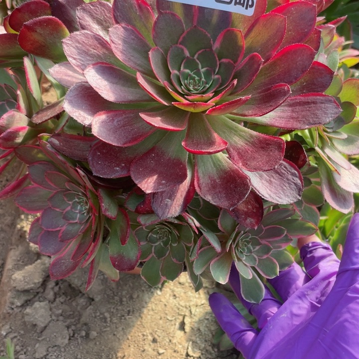 4248二号棚夜宴多肉V