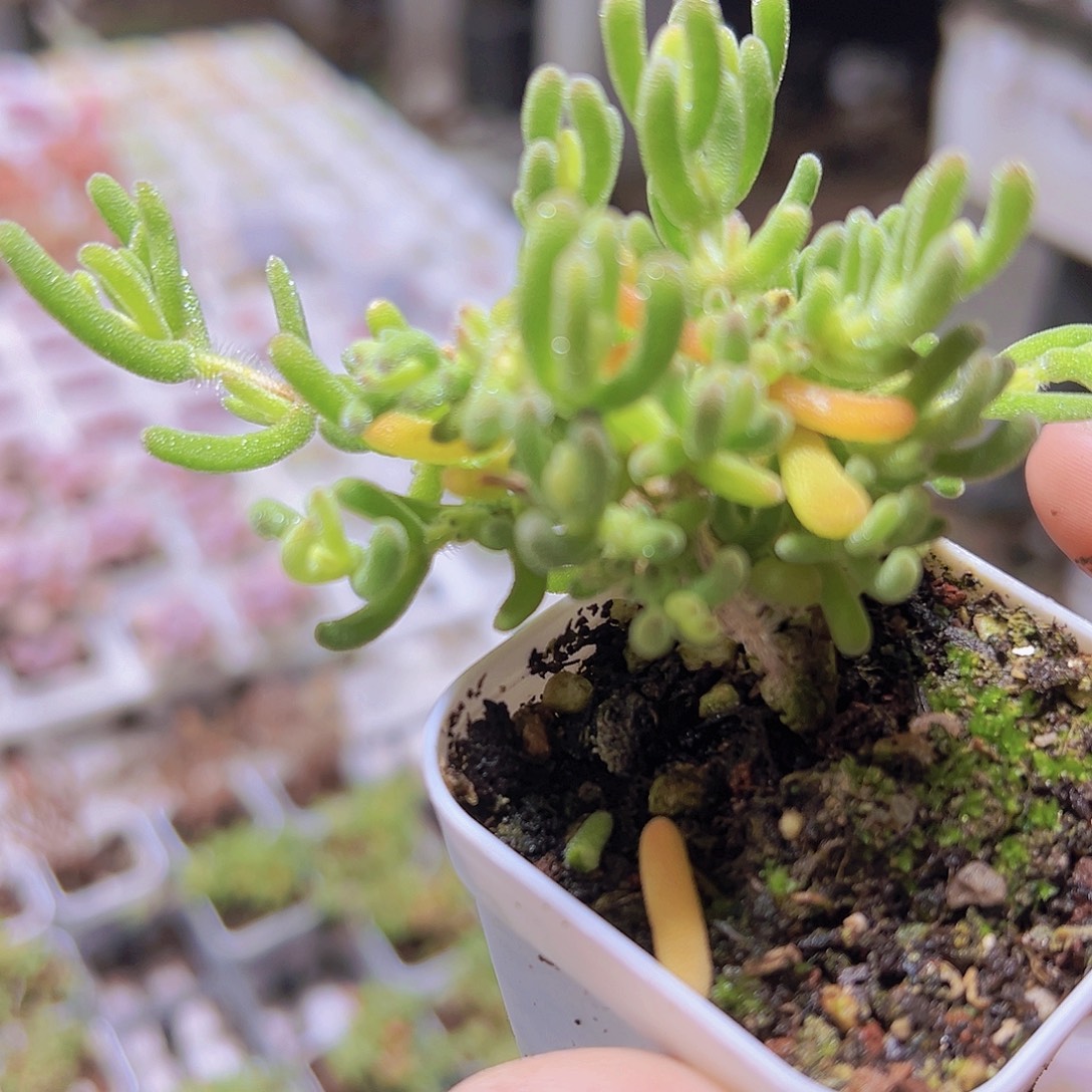 荧光兔锦枝干19包邮