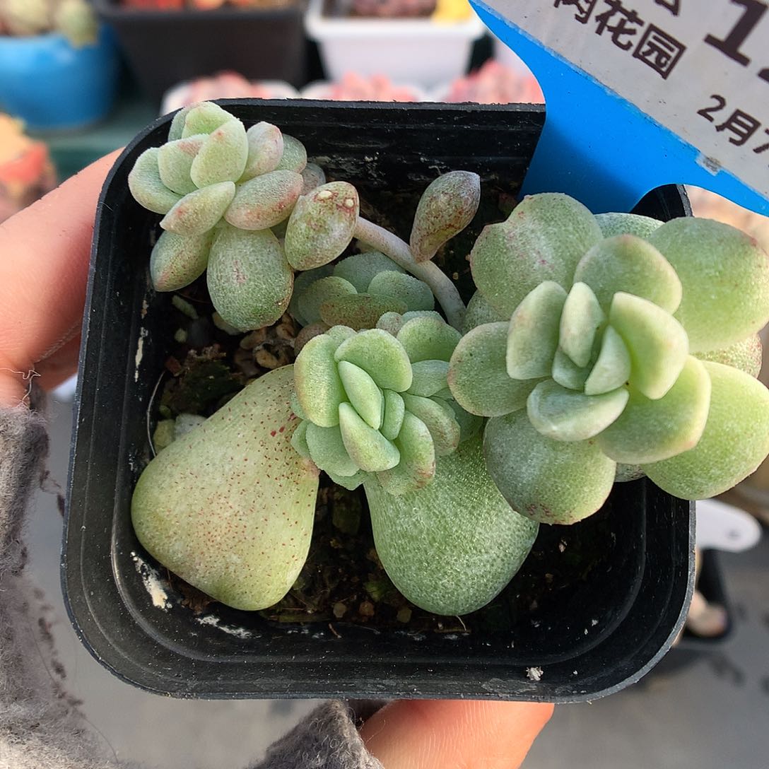 123冰玉石化多肉植物