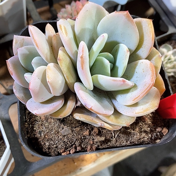 多肉植物韩版奶茶9023