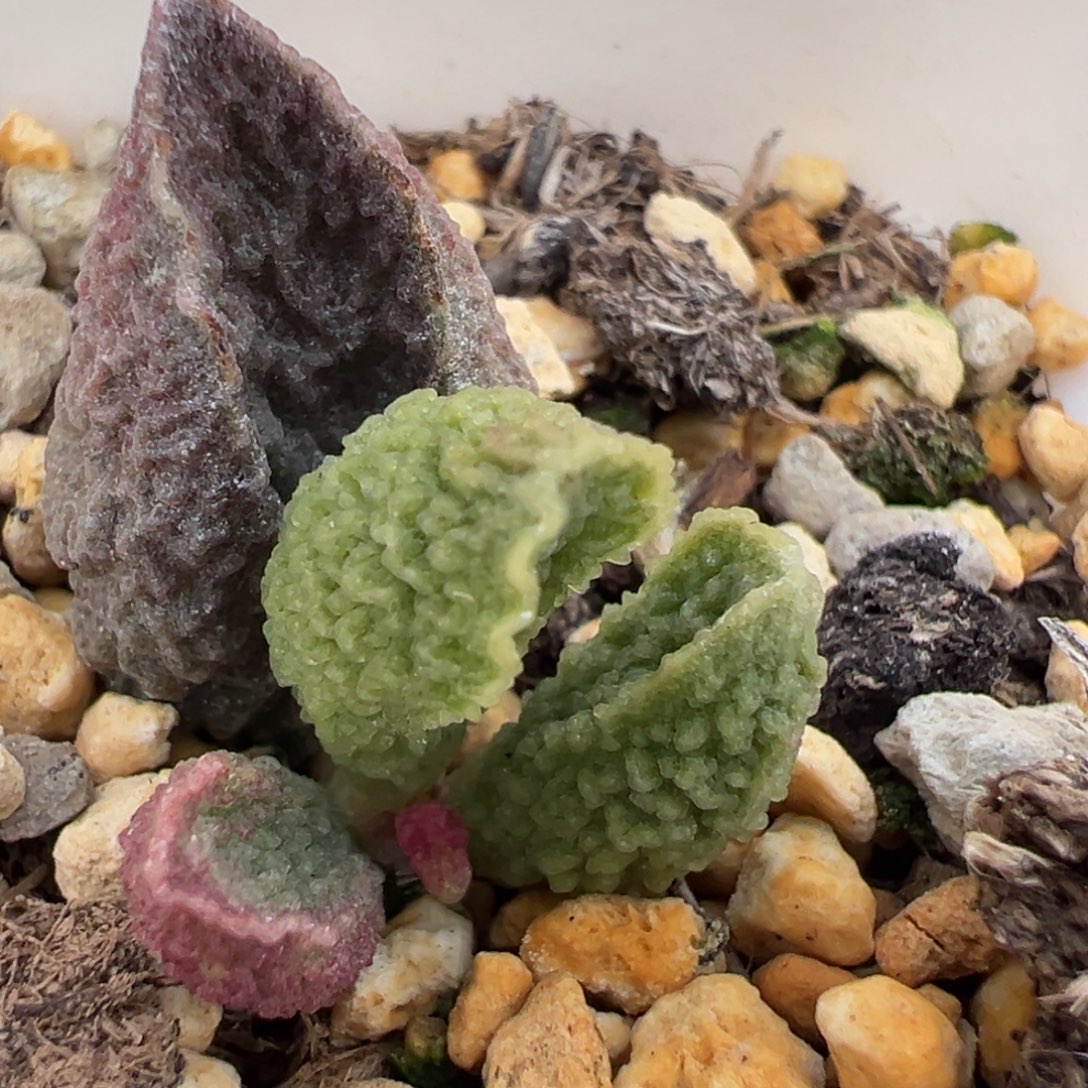 实生新品大苗多肉植物