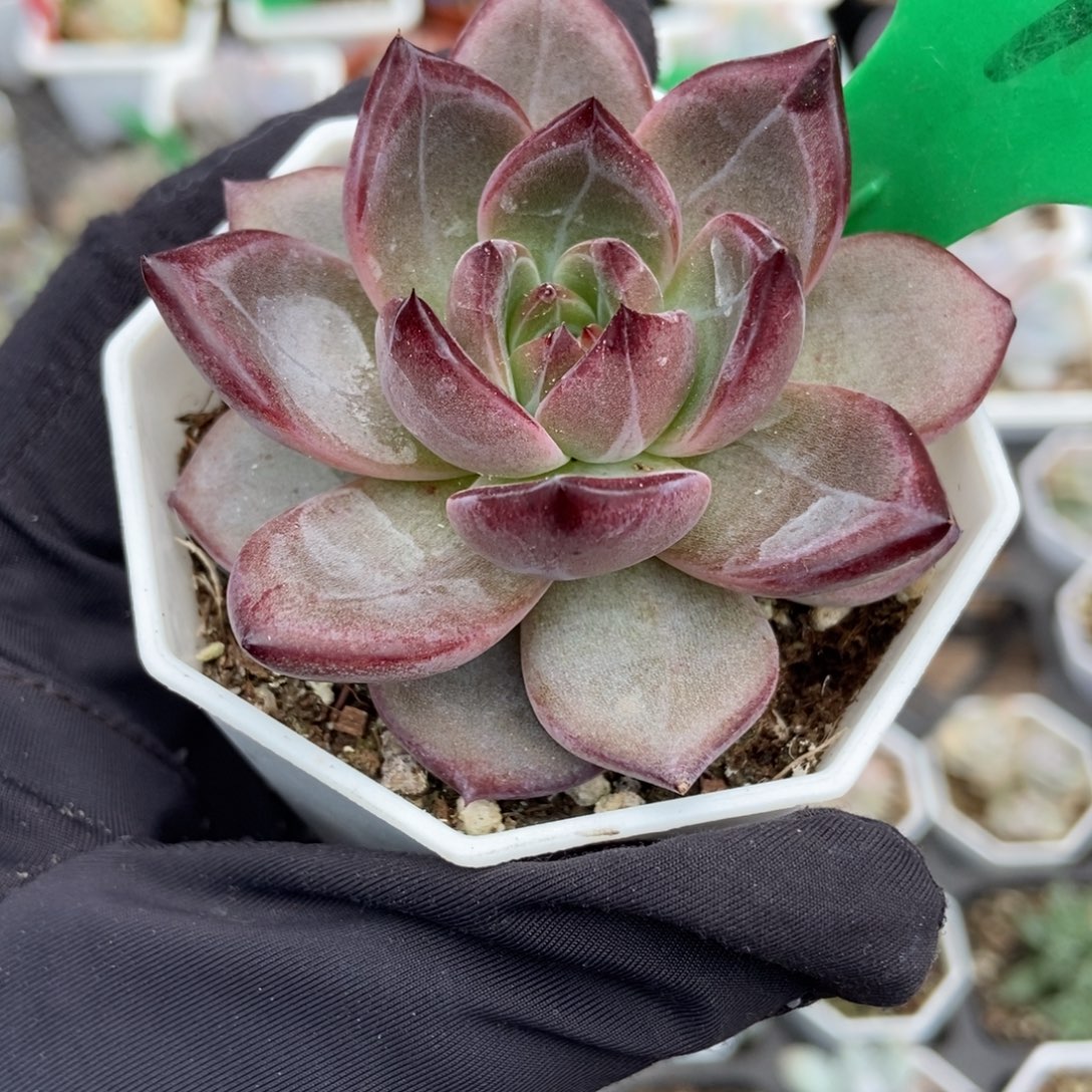 875夜魔侠多肉植物