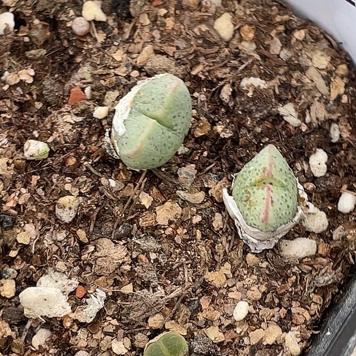 6-19紫式部多肉植物