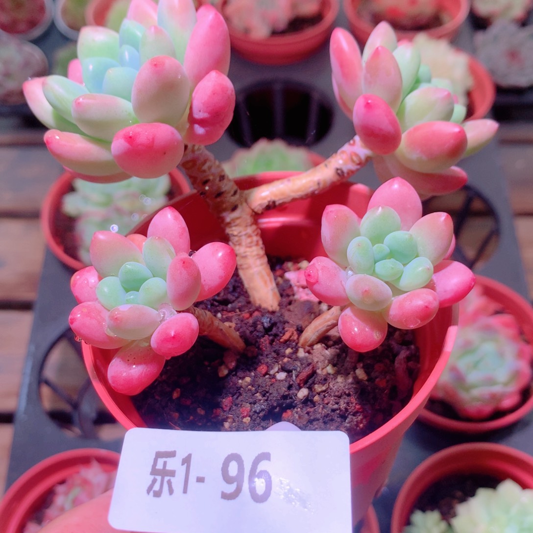 乐然 1-96 洛可可群 