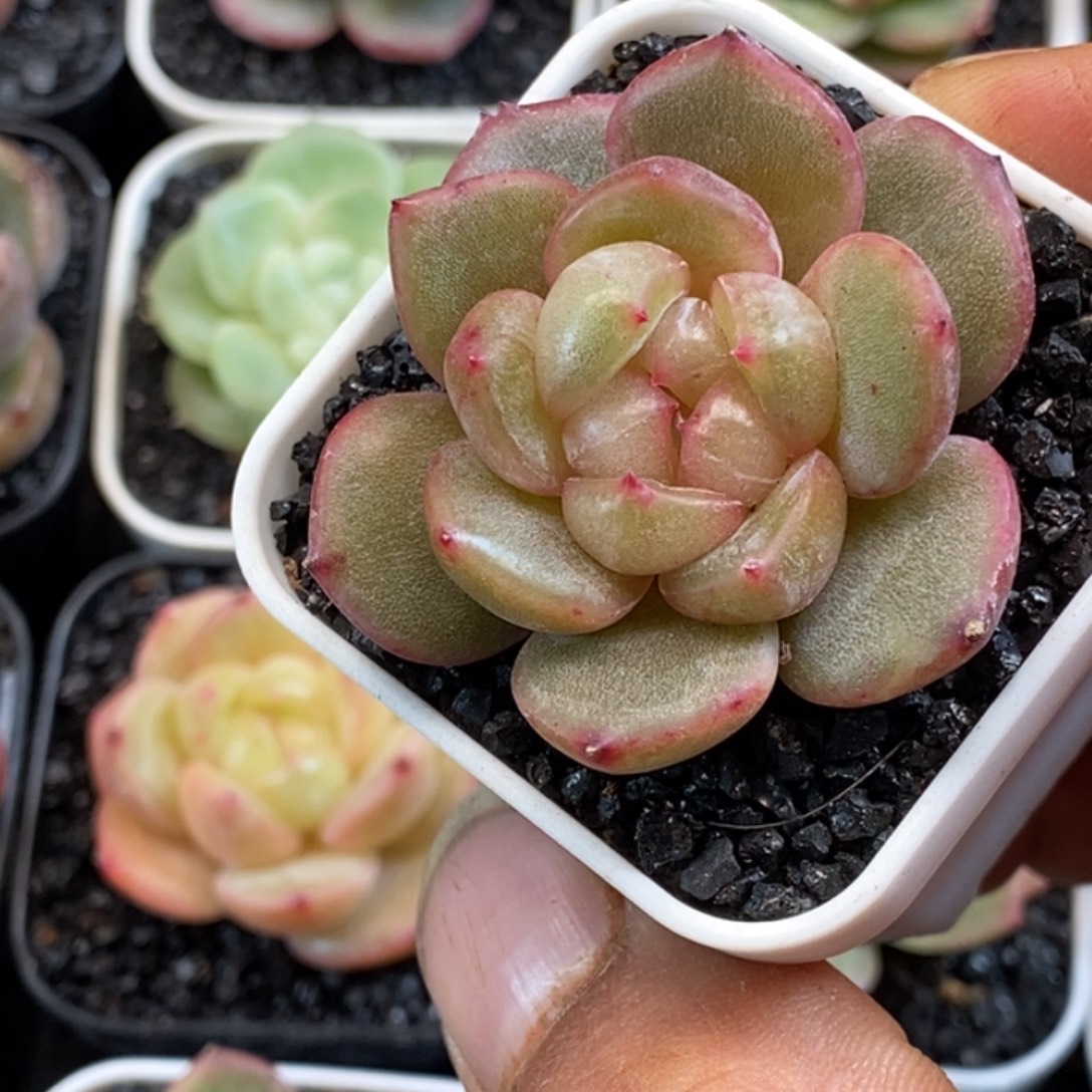 天官赐福百无禁忌