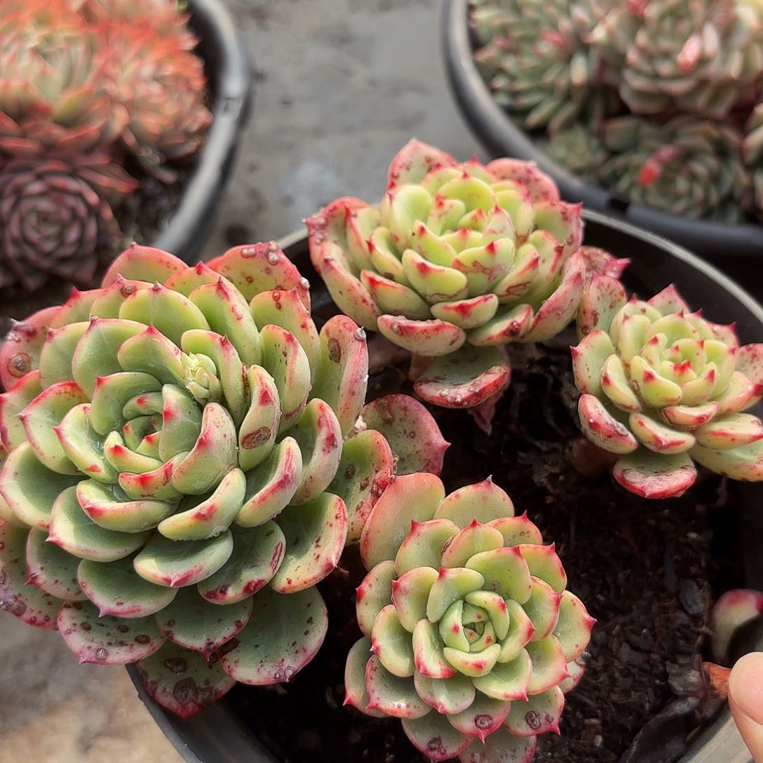 同温层多肉三文鱼73