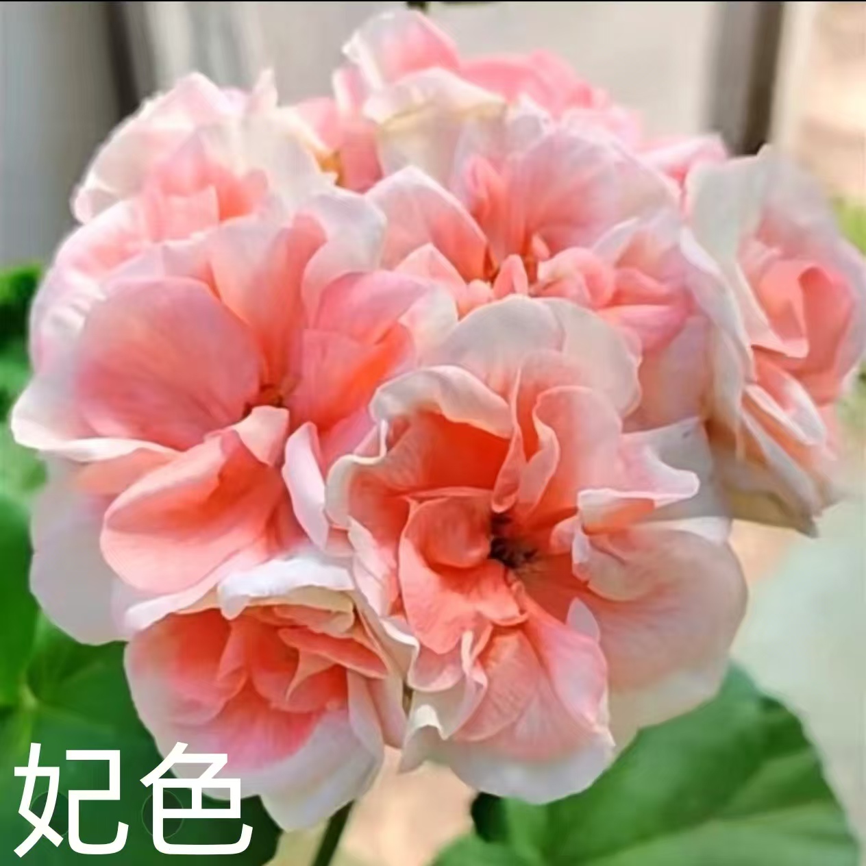 【妃色】直立重瓣天竺葵低于零下拍保温不拍不冻伤负责